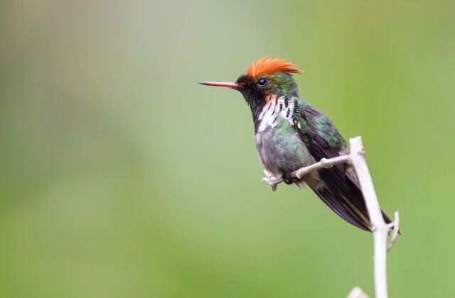 Frilled Coquette