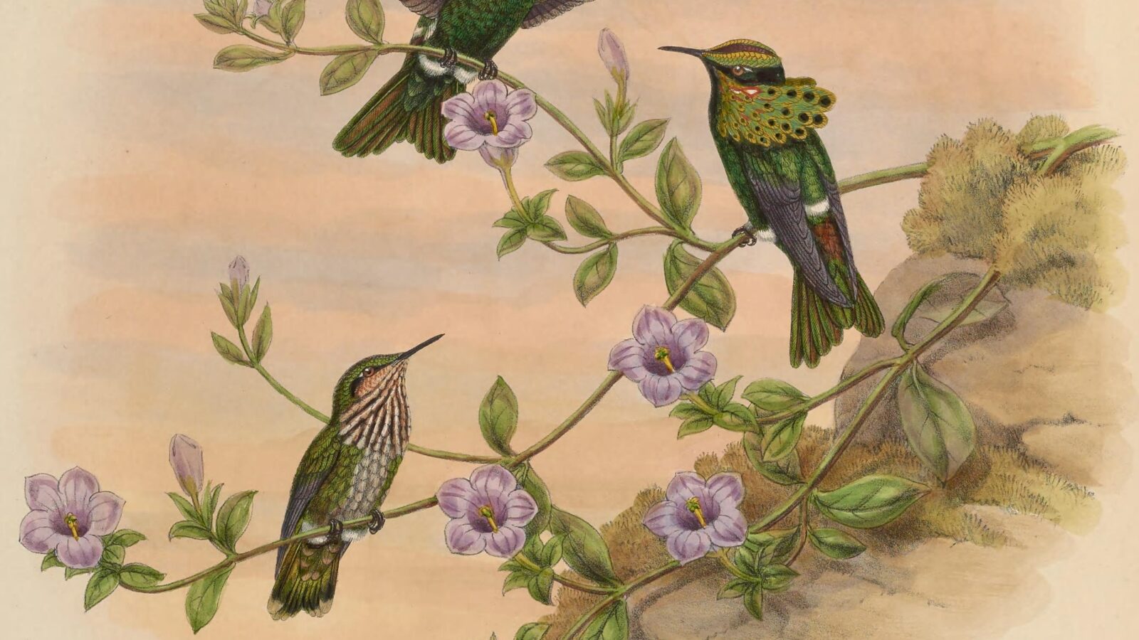Peacock Coquette