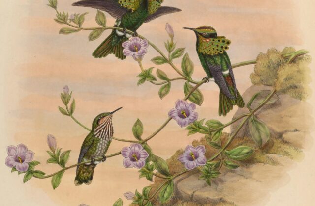 Peacock Coquette