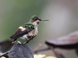 Butterfly Coquette