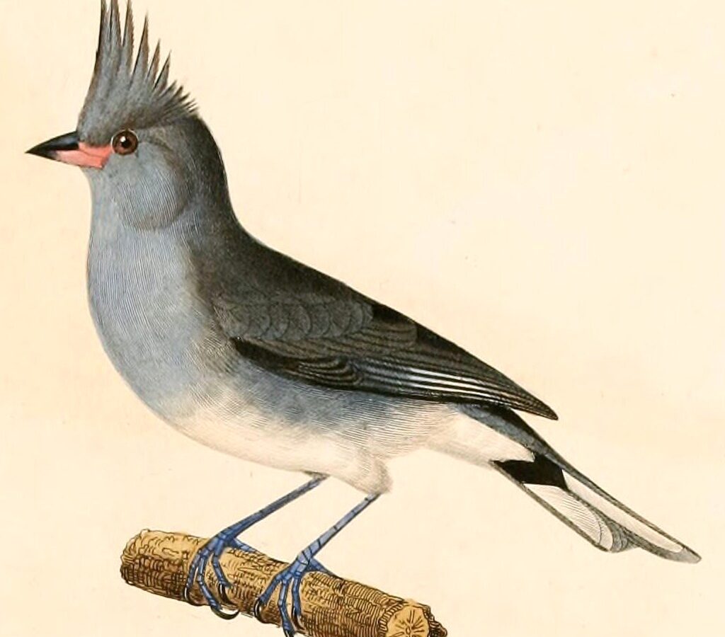 Grey-crested Finch