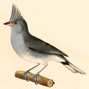 Grey-crested Finch