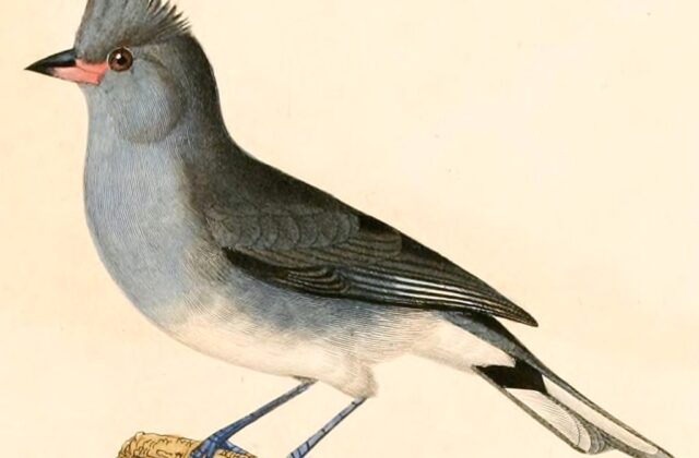 Grey-crested Finch