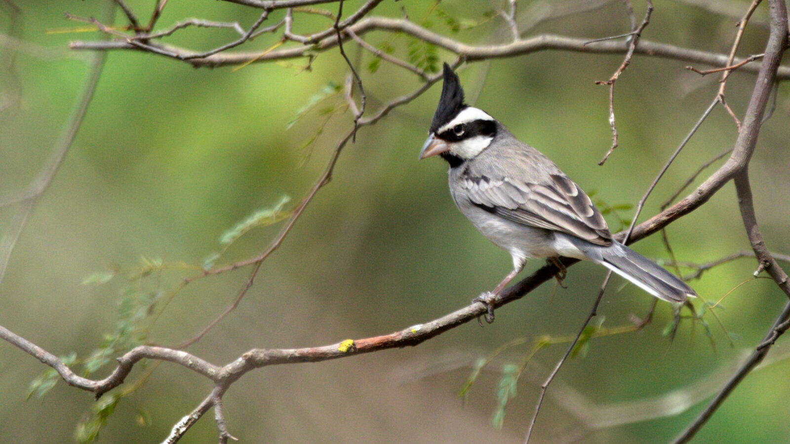Black-crested Finch
