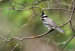 Black-crested Finch
