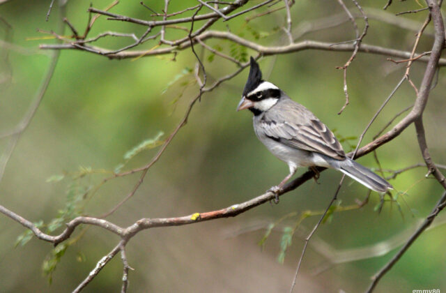 Black-crested Finch