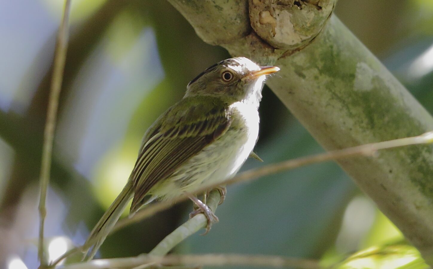 Long-crested Pygmy Tyrant