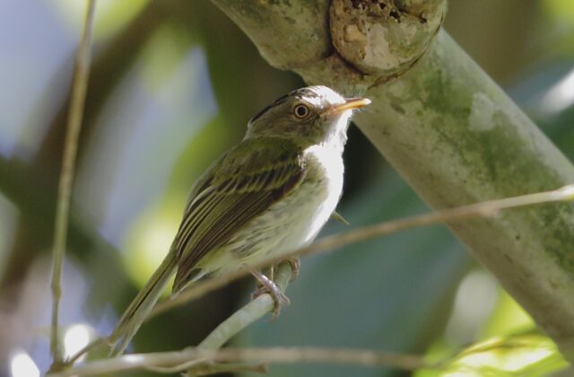 Long-crested Pygmy Tyrant