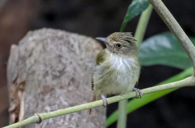 Helmeted Pygmy Tyrant