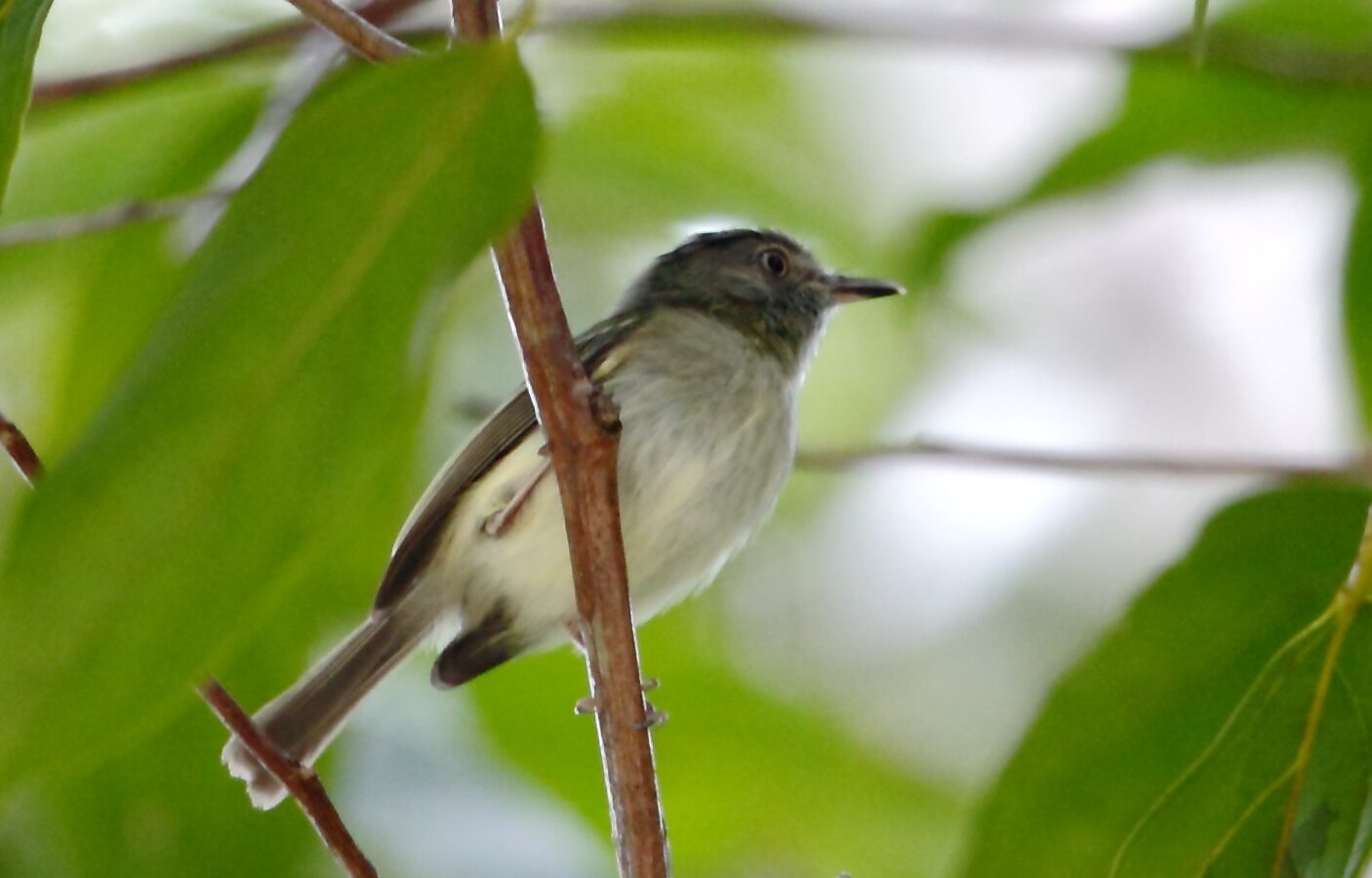 Double-banded Pygmy Tyrant
