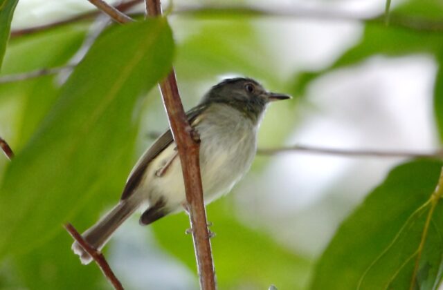 Double-banded Pygmy Tyrant