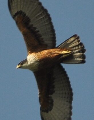 Rufous-bellied Eagle