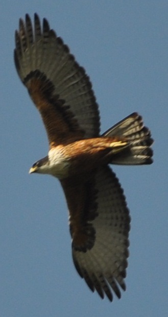 Rufous-bellied Eagle