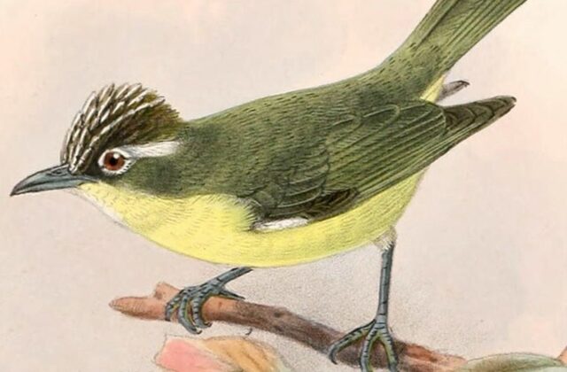 Crested Heleia