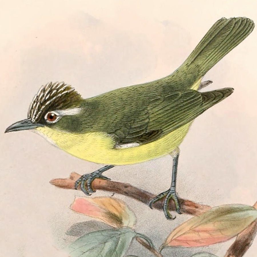 Crested Heleia