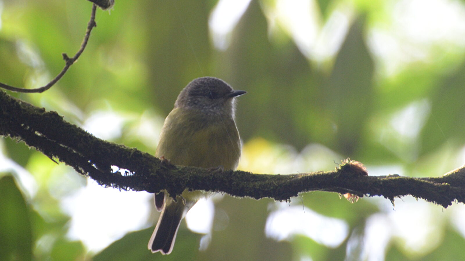 Sulawesi Heleia