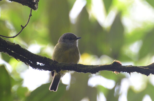 Sulawesi Heleia