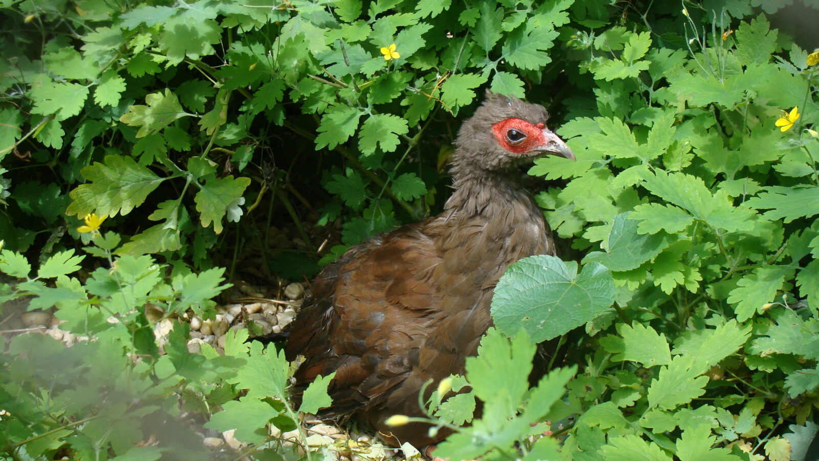 Edwards’s Pheasant