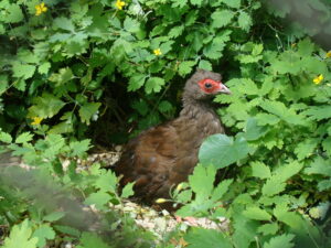 Edwards’s Pheasant
