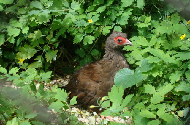 Edwards’s Pheasant