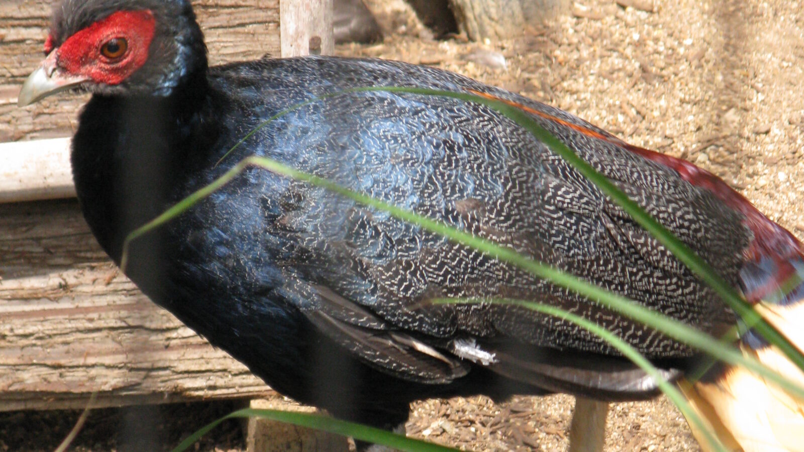 Bornean Crestless Fireback