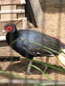 Bornean Crestless Fireback
