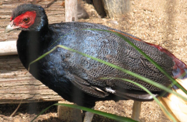 Bornean Crestless Fireback