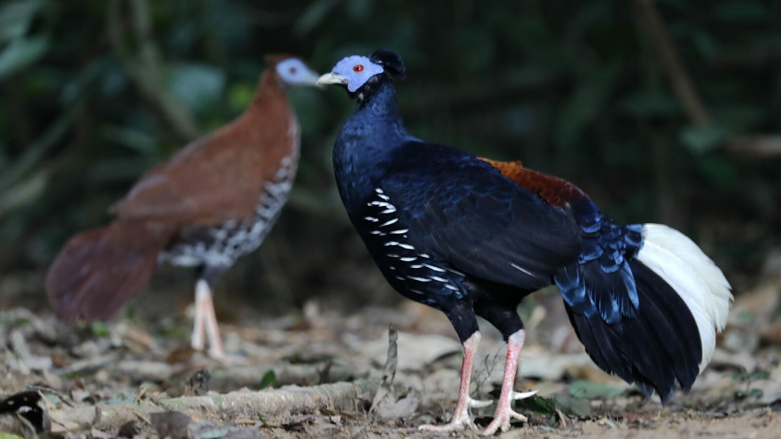 Malayan Crested Fireback