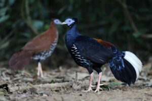 Malayan Crested Fireback