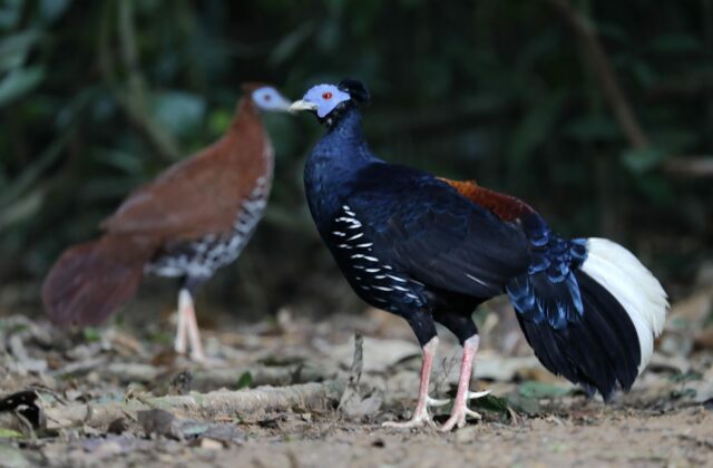 Malayan Crested Fireback