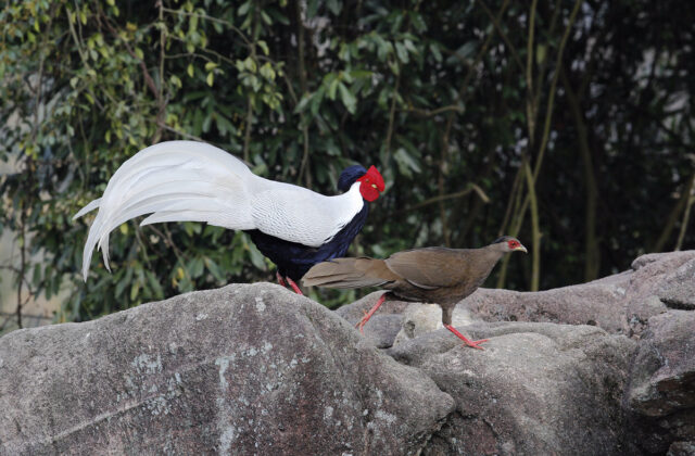 Silver Pheasant