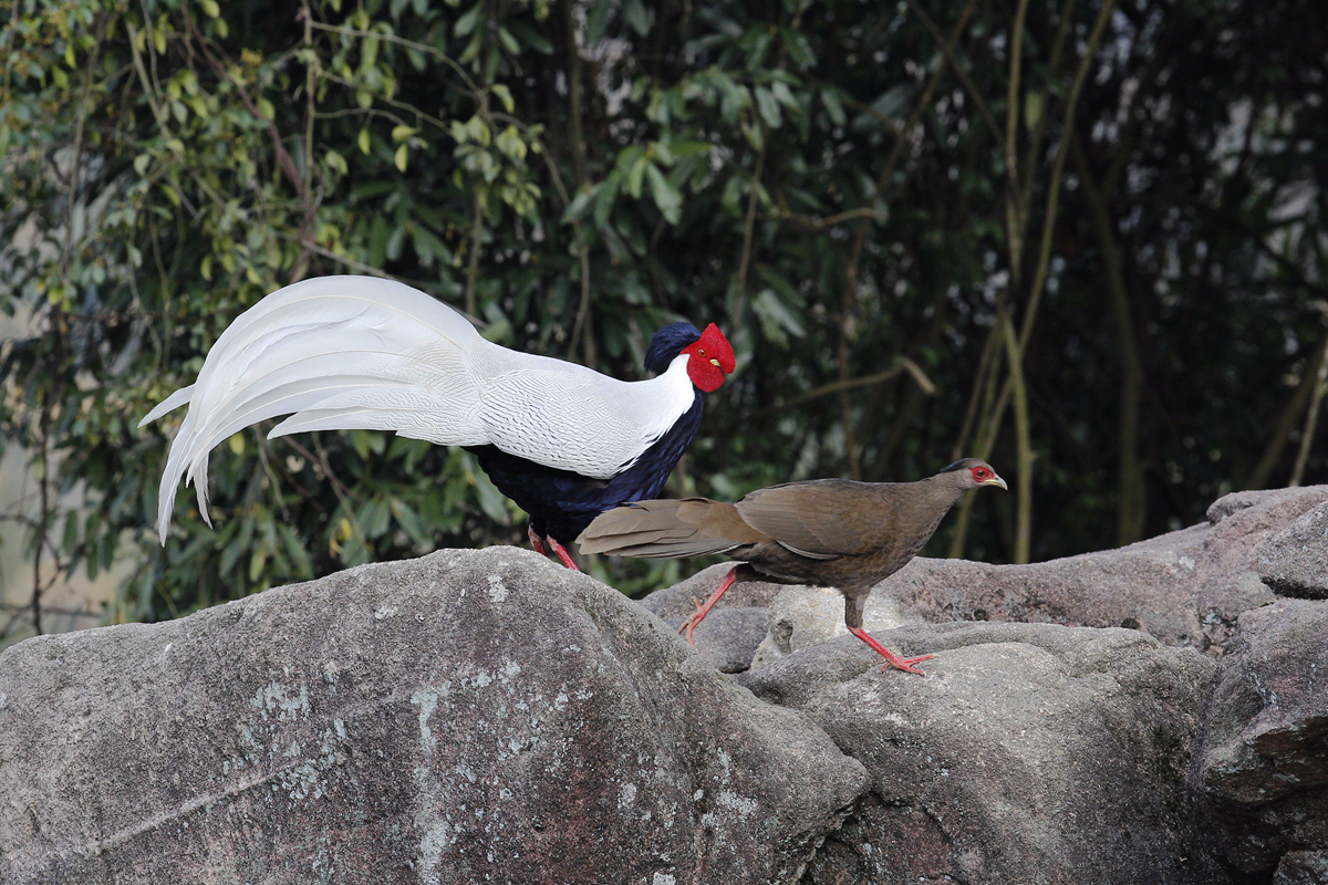 Silver Pheasant