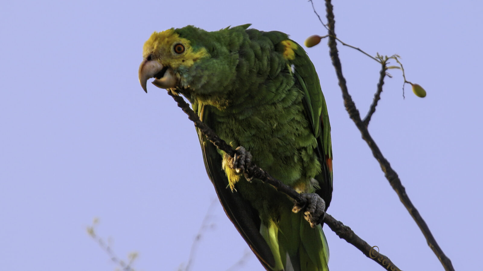 Yellow-shouldered Amazon