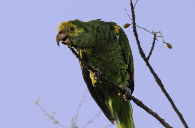 Yellow-shouldered Amazon