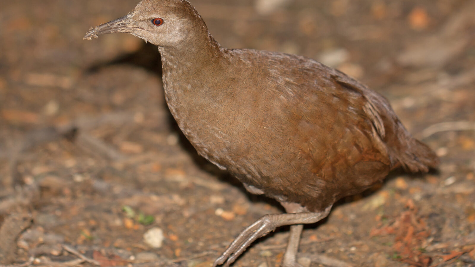 Lord Howe Woodhen