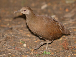Lord Howe Woodhen