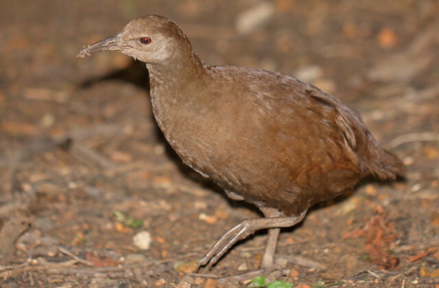 Lord Howe Woodhen