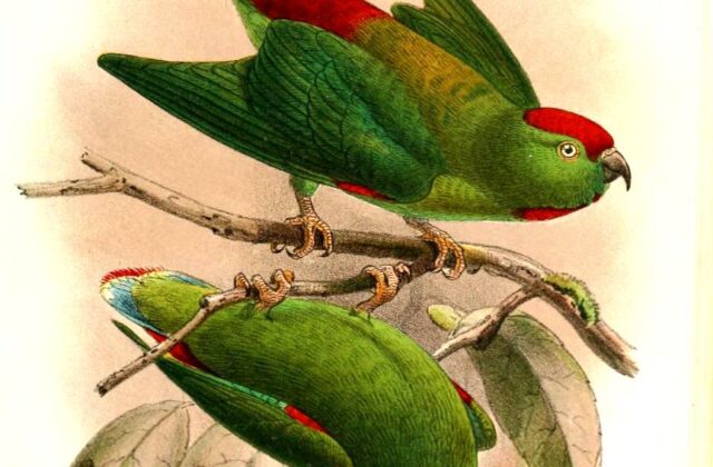 Moluccan Hanging Parrot