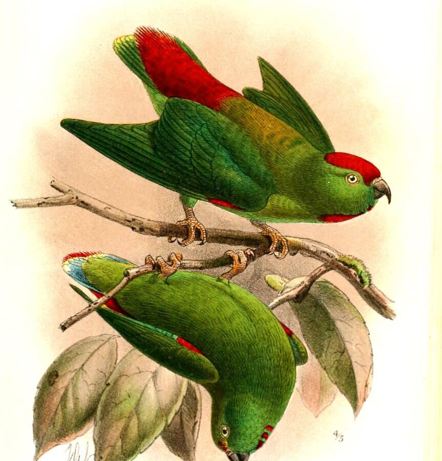 Moluccan Hanging Parrot