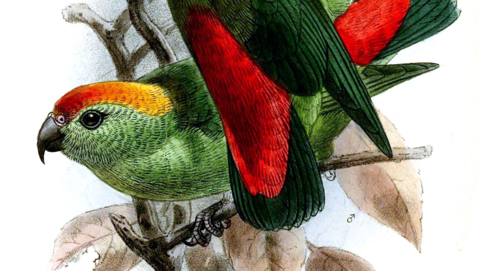 Black-billed Hanging Parrot