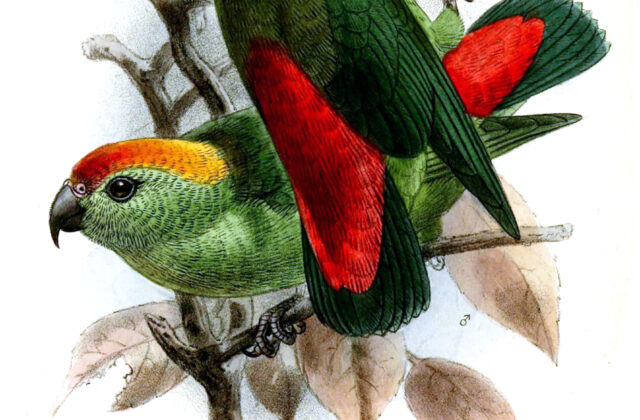 Black-billed Hanging Parrot