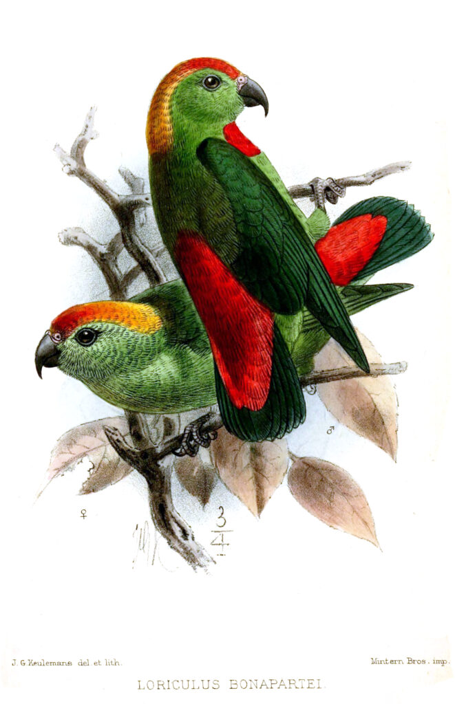 Black-billed Hanging Parrot