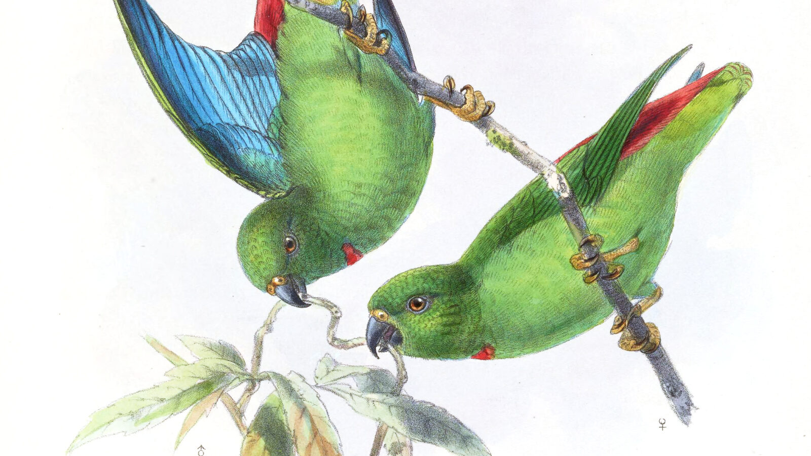 Sangihe Hanging Parrot
