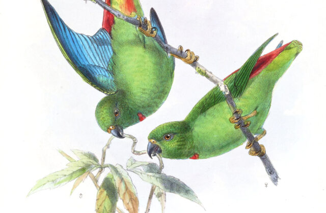 Sangihe Hanging Parrot