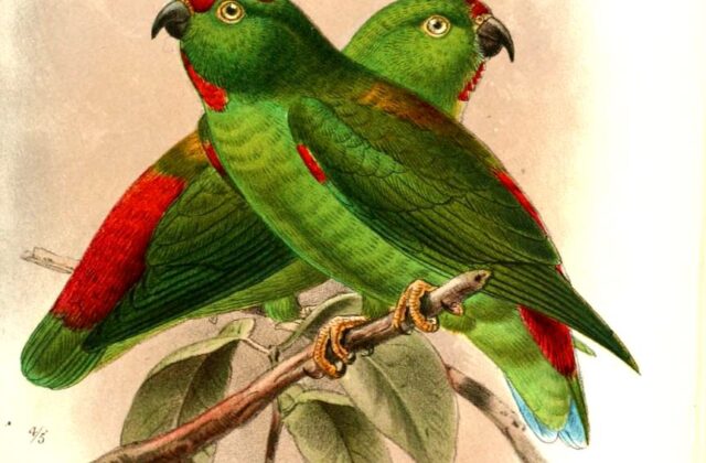Great Hanging Parrot