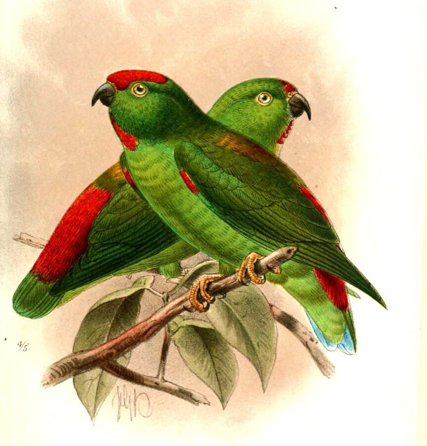Great Hanging Parrot