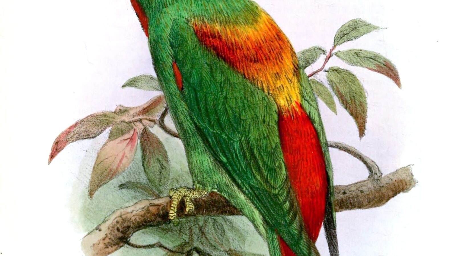 Sula Hanging Parrot