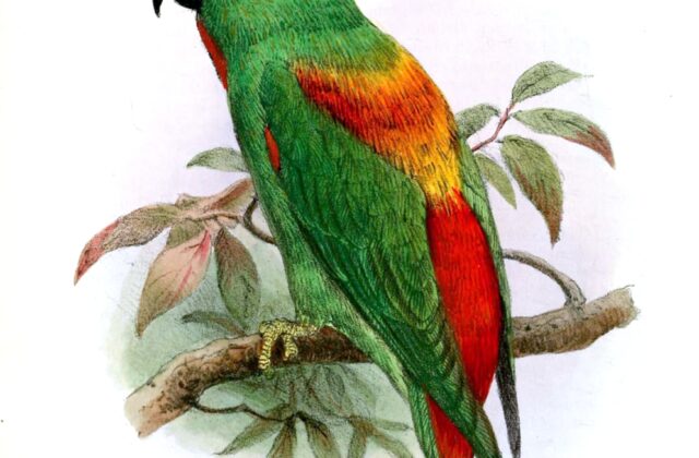 Sula Hanging Parrot