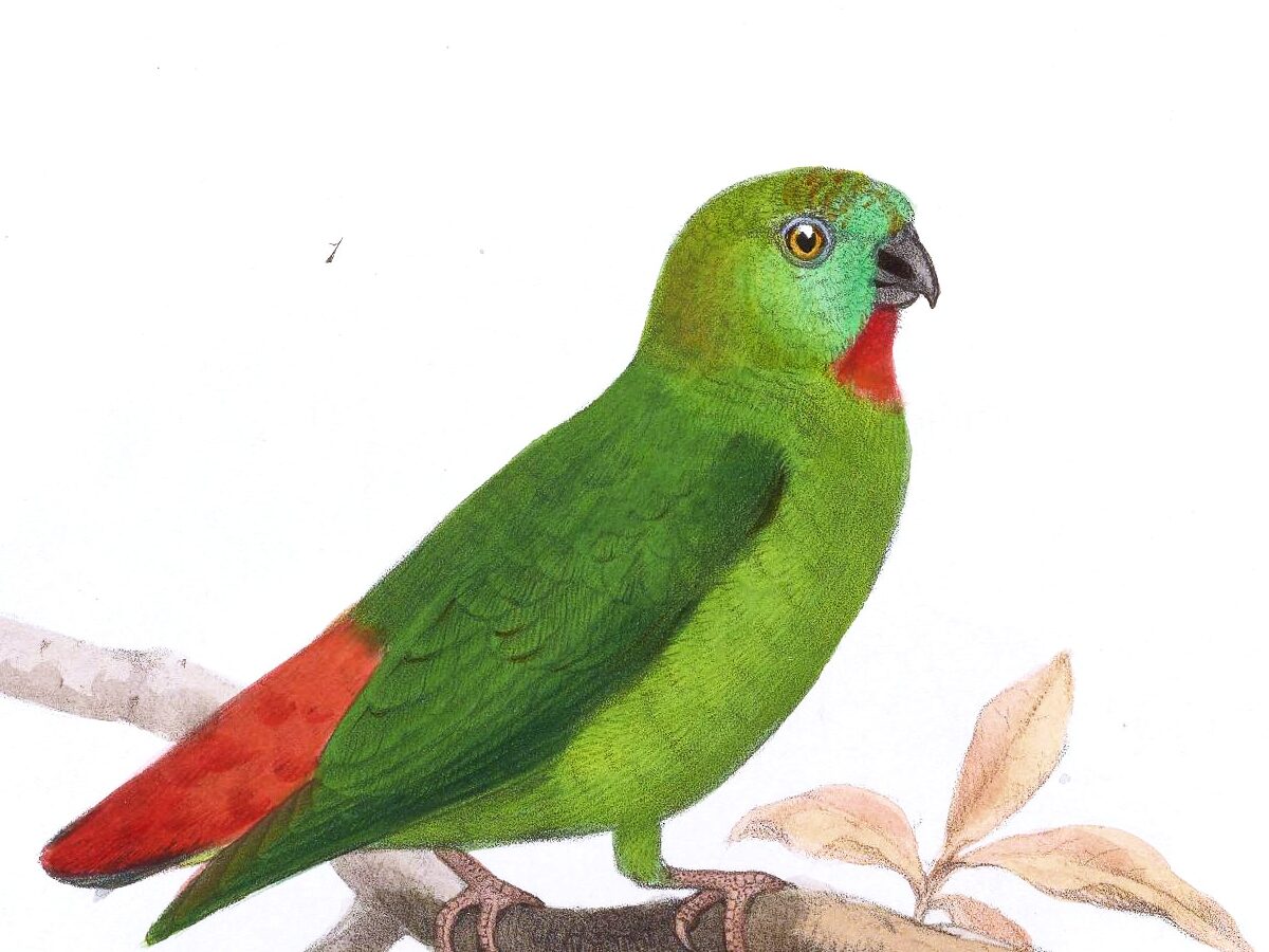 Orange-fronted Hanging Parrot
