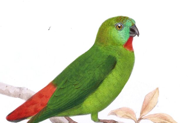 Orange-fronted Hanging Parrot